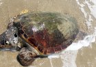 https://www.cyprustodayonline.com/mystery-of-dead-turtles