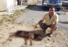 https://www.cyprustodayonline.com/a-common-crime