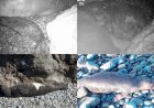https://www.cyprustodayonline.com/endangered-seal-breeding-in-trnc