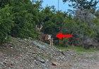 https://www.cyprustodayonline.com/stay-away-from-deer-public-warned
