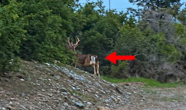 https://www.cyprustodayonline.com/stay-away-from-deer-public-warned