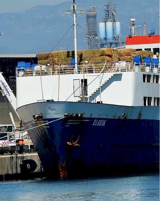 Sick cattle on ship helped by TRNC