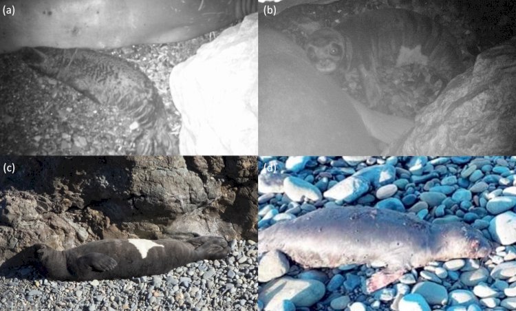Endangered seal breeding in TRNC