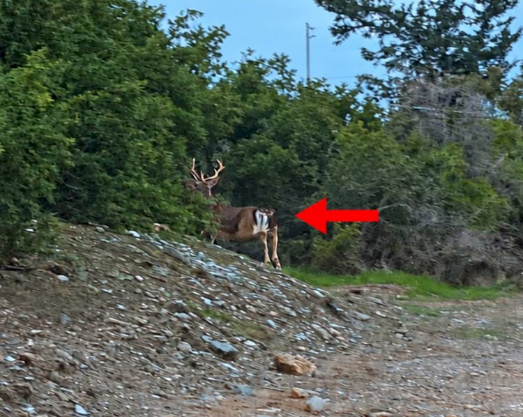 Stay away from deer, public warned