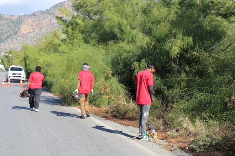 Trees pruned after road safety complaints